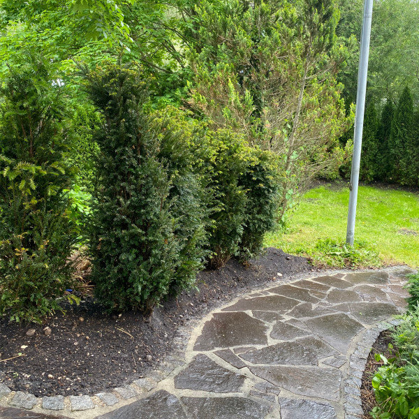 Neu gepflanzte Eiben Hecke