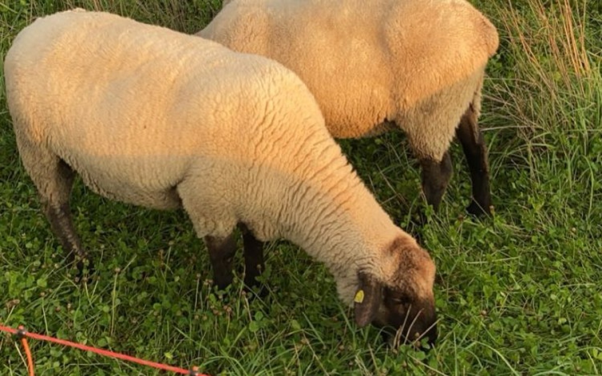 Pflanzend&uuml;nger aus Schafwolle